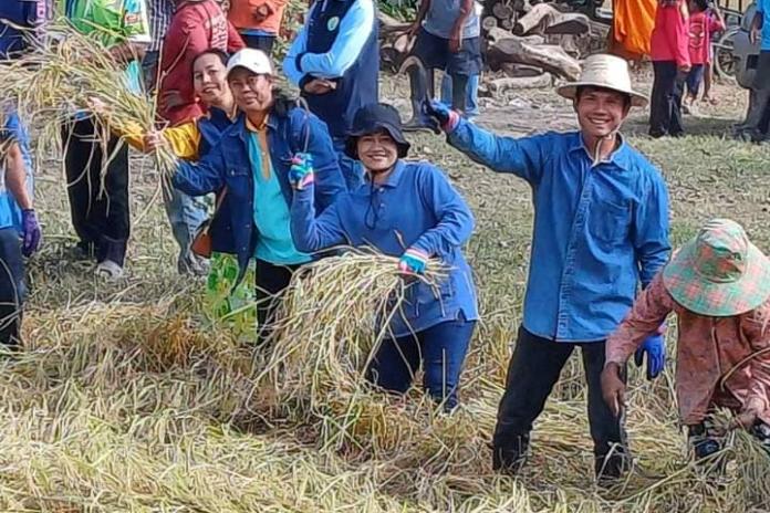 กิจกรรมสืบสานประเพณี "ลงแขกเกี่ยวข้าว"